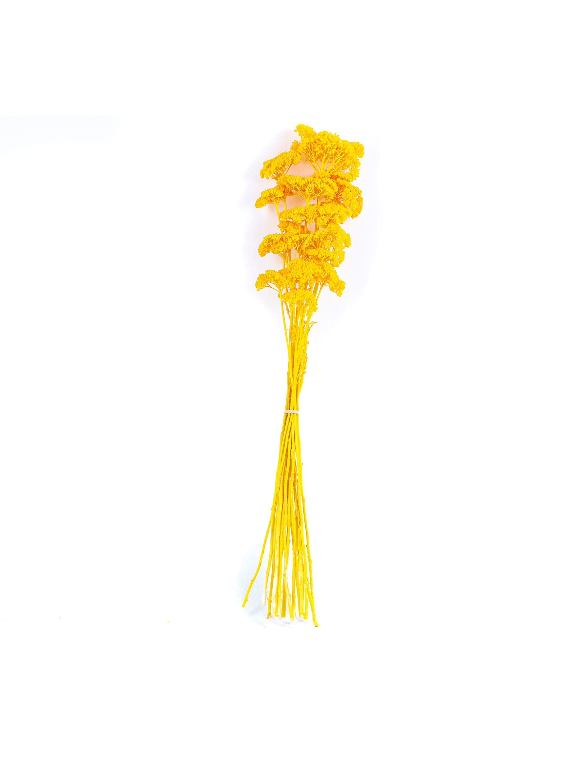 Achillea20Filipendula20Yellow20NI20Bunch-scaled-1.jpg