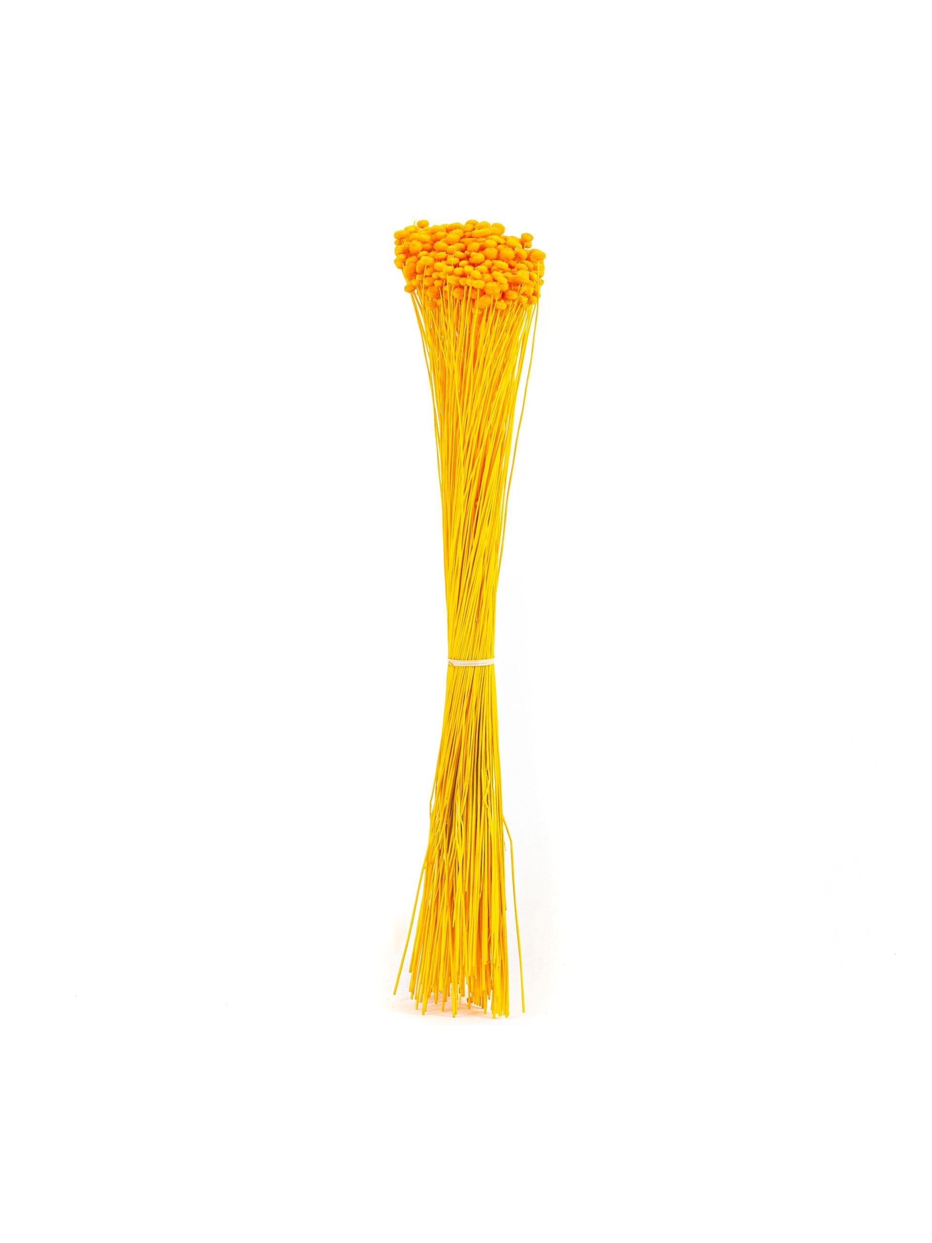 Amarelino20Orange20NI20Bunch-scaled-1.jpg