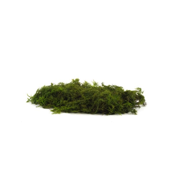 Colombian Light CH (7 lbs MB)