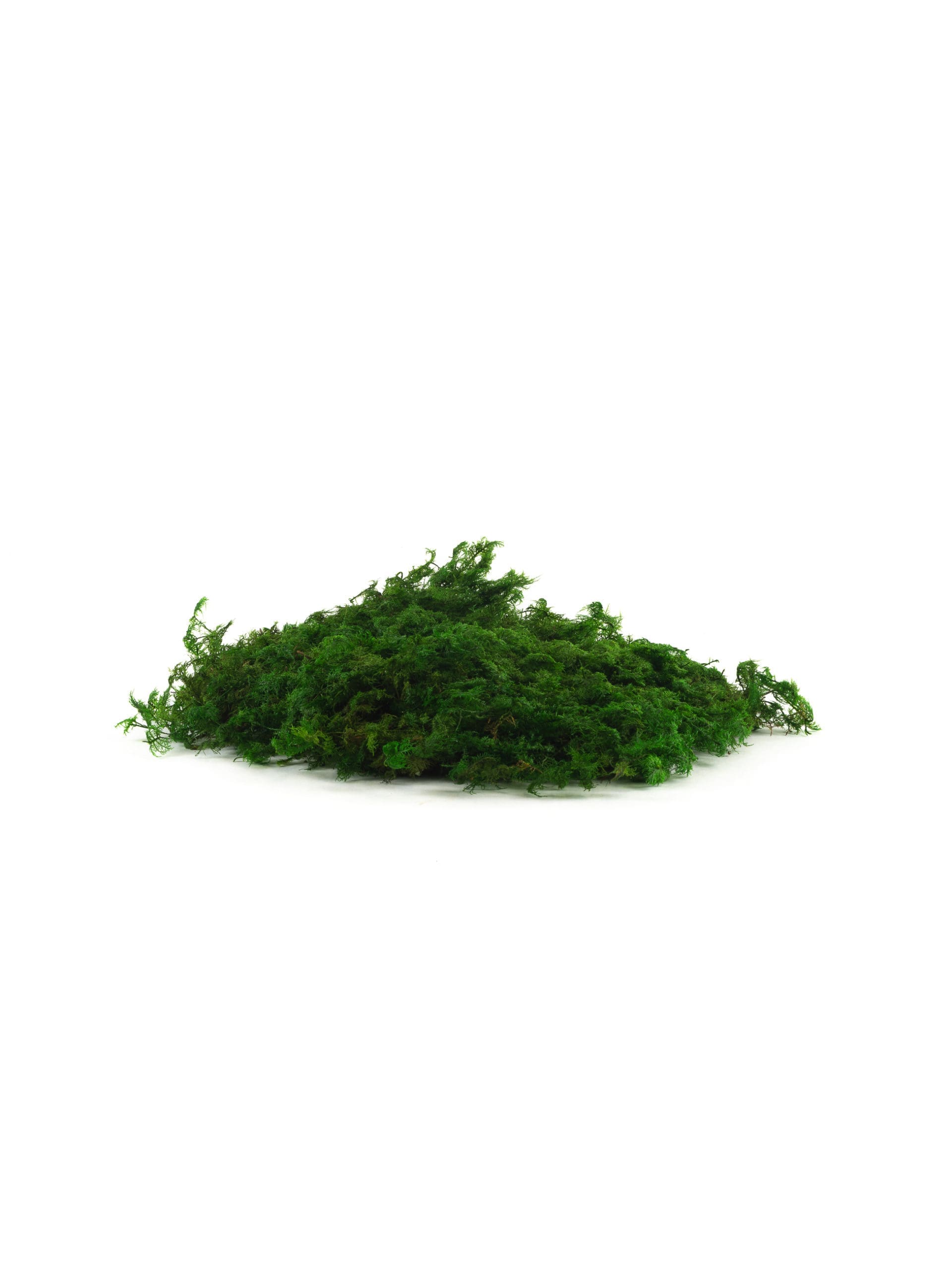 Colombian20Light20CH20Bunch-scaled-1.jpg