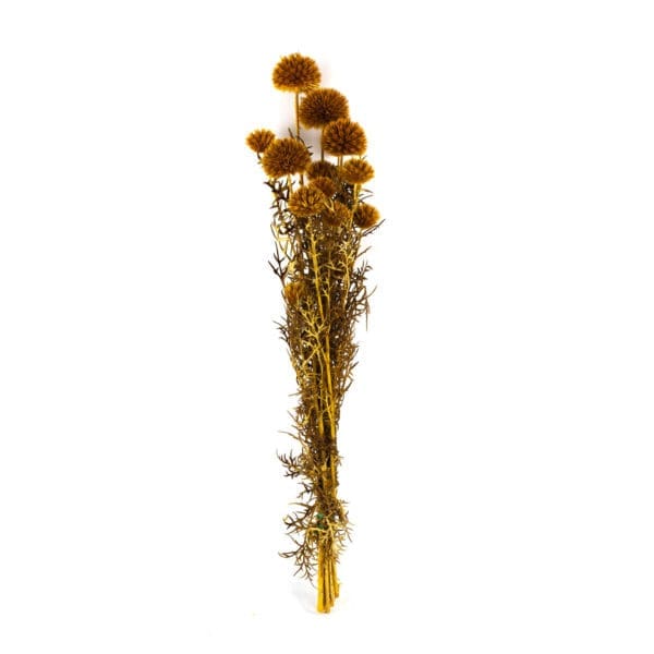 Echinops Golden NI