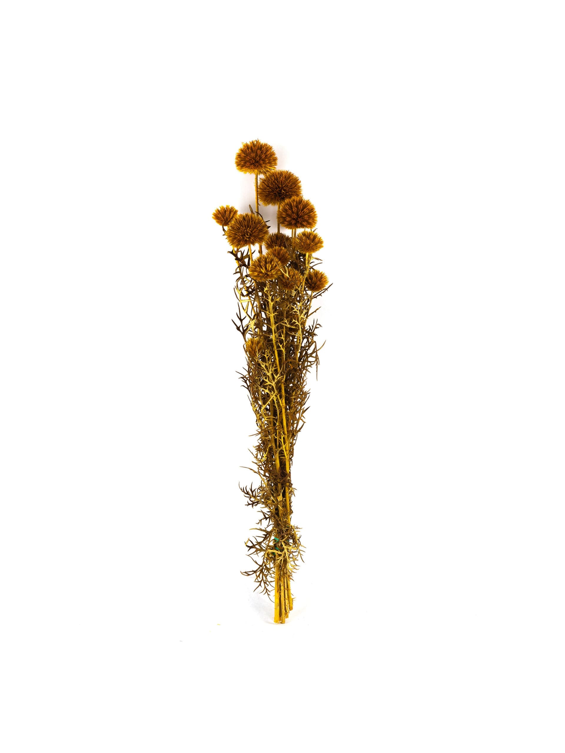 Echinops20Golden20NI20Bunch-scaled-1.jpg