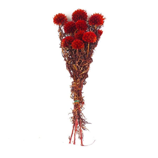 Echinops Red NI