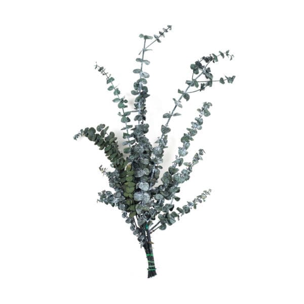 Eucalyptus Baby Gunny Green RU