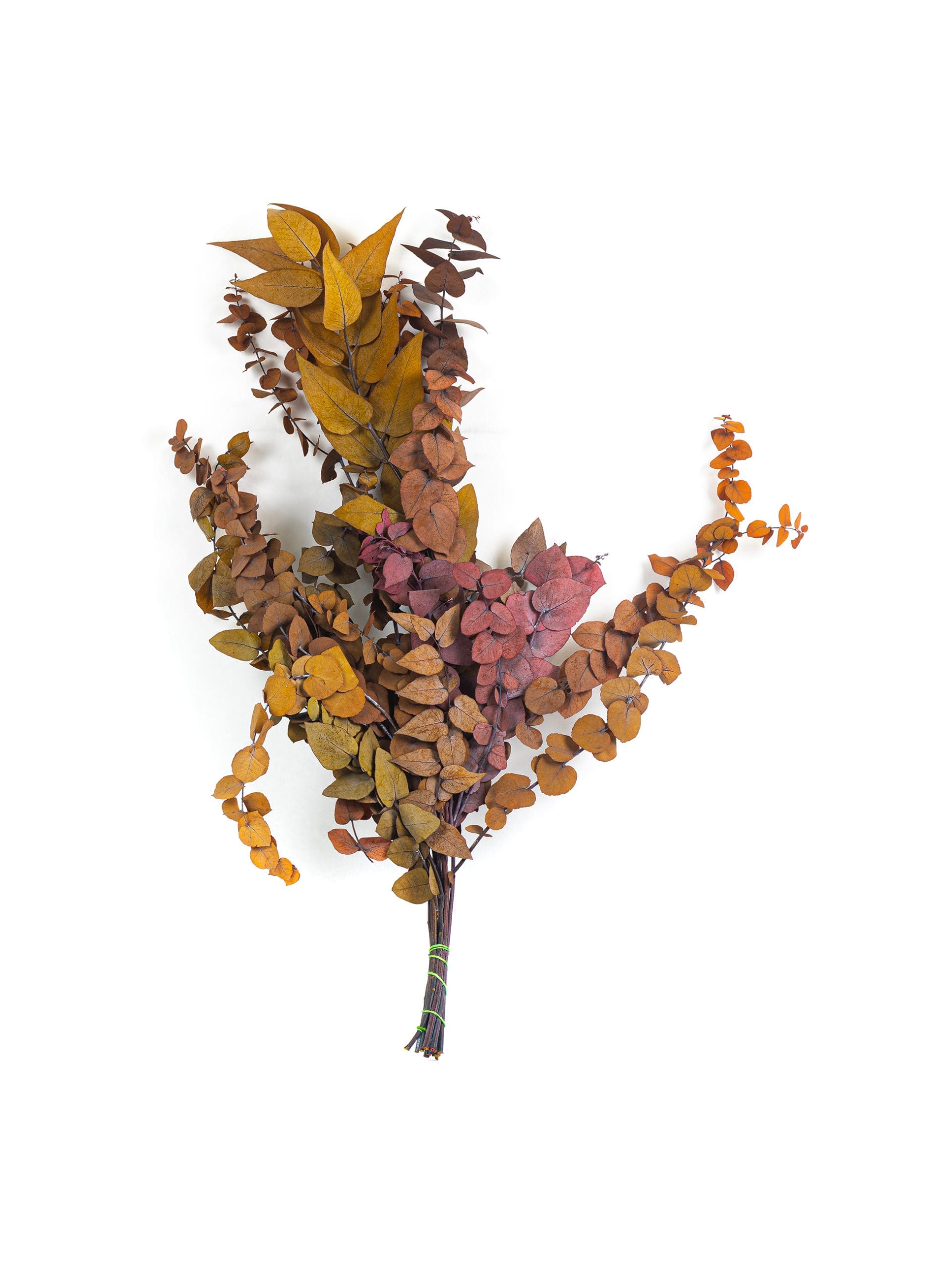 Eucalyptus20Stewartiana20Autumn20PO20Bunch-scaled-1.jpg