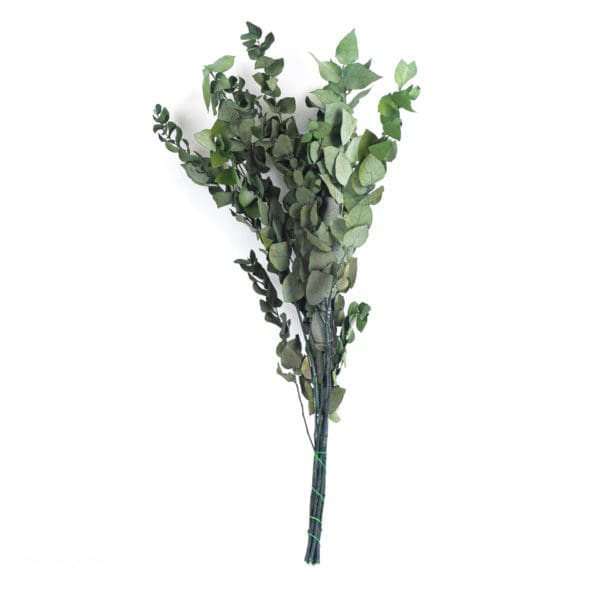 Eucalyptus Stewartiana Green RU