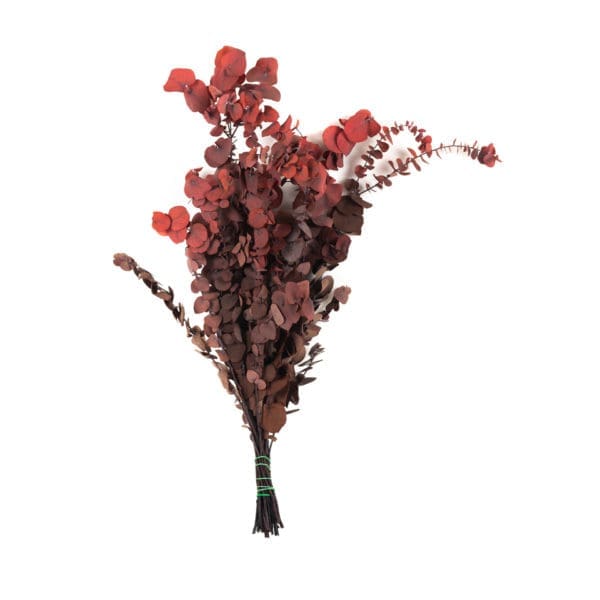 Eucalyptus Stewartiana Red RU