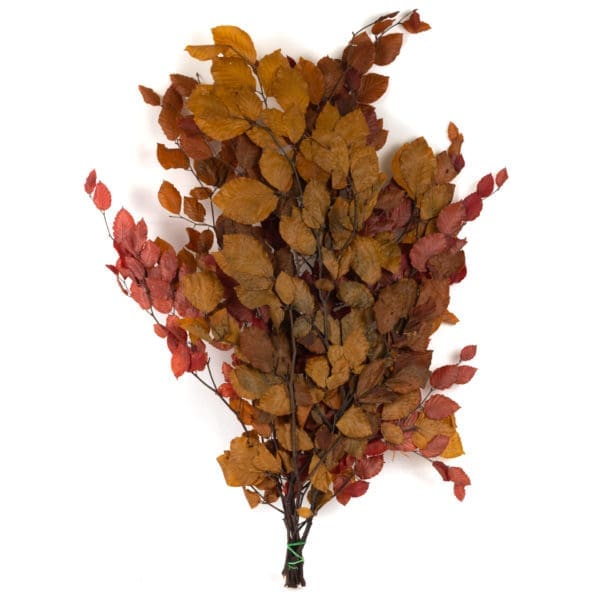 Fagus Autumn PO