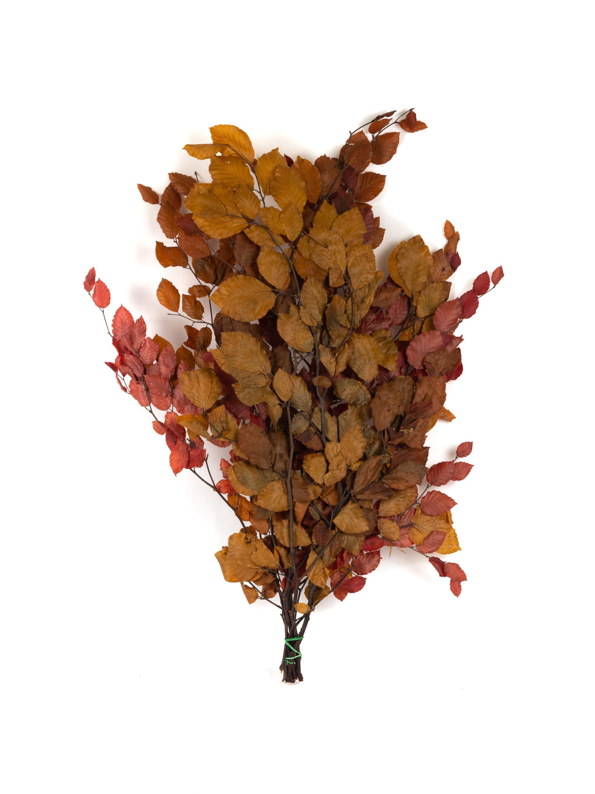 Fagus20Orange20PO20Bunch-scaled-1.jpg