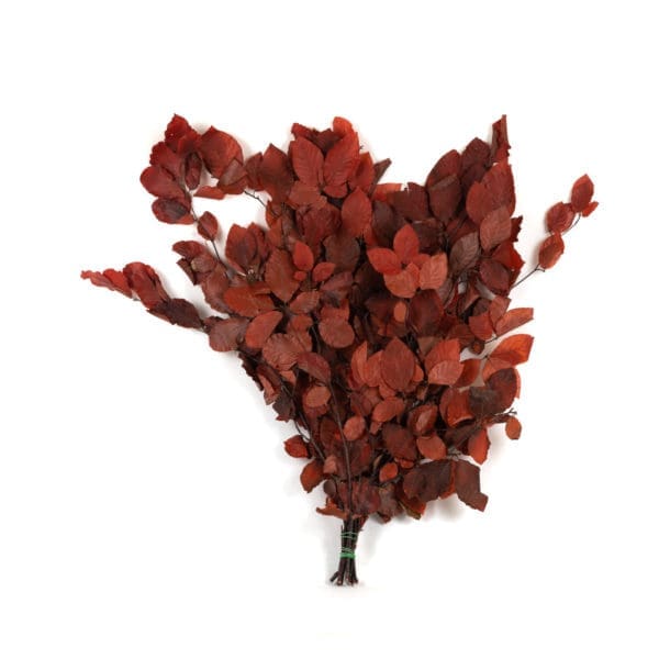 Fagus Red PO
