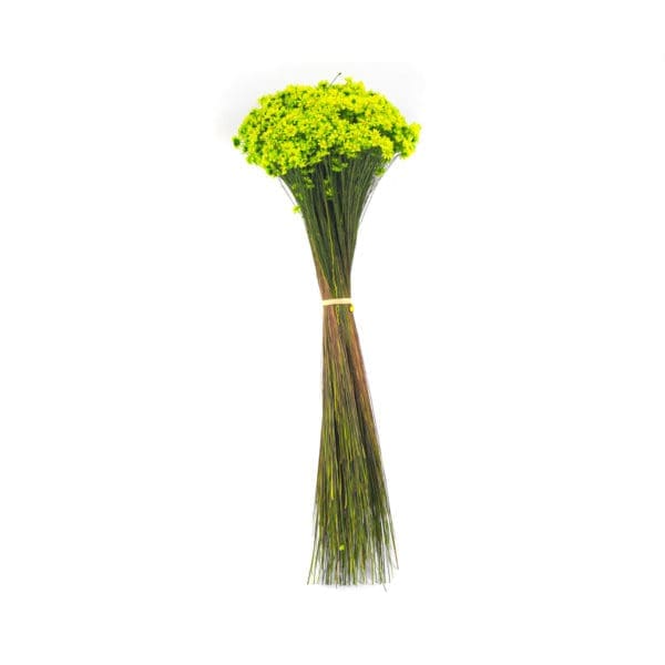 Glixia Light Green NI