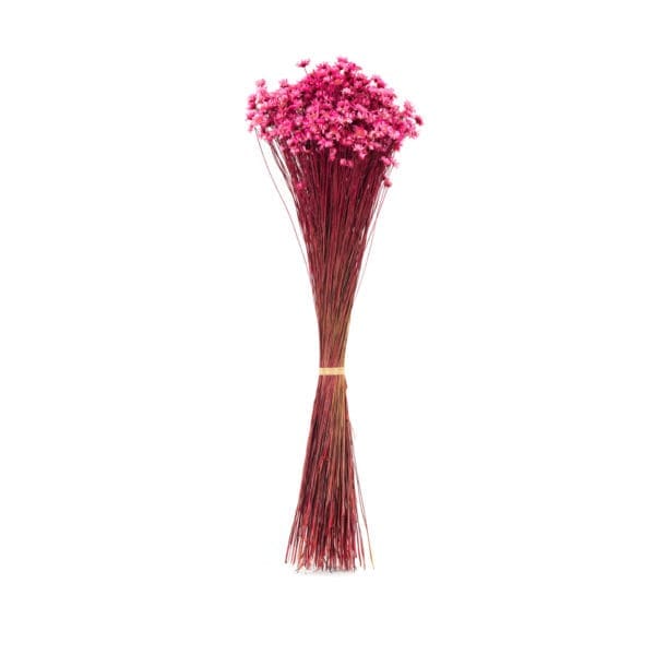 Glixia Pink NI