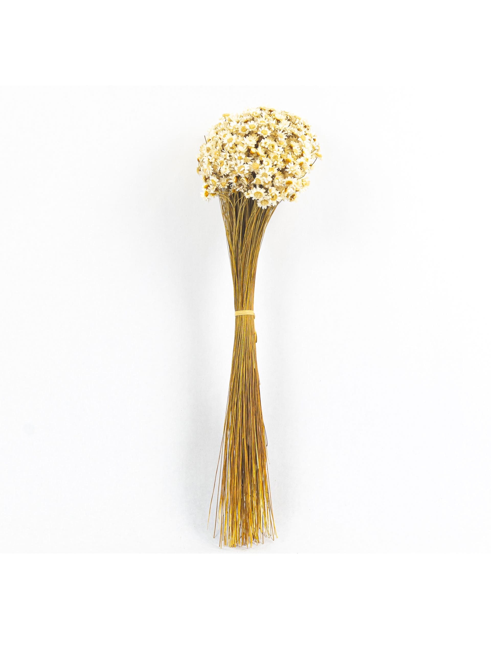 Glixia20White20NI20Bunch-scaled-1.jpg