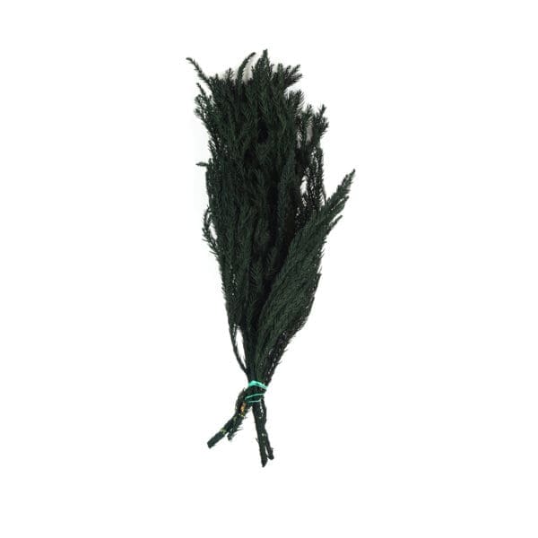Gryptomeria Dark Green NI