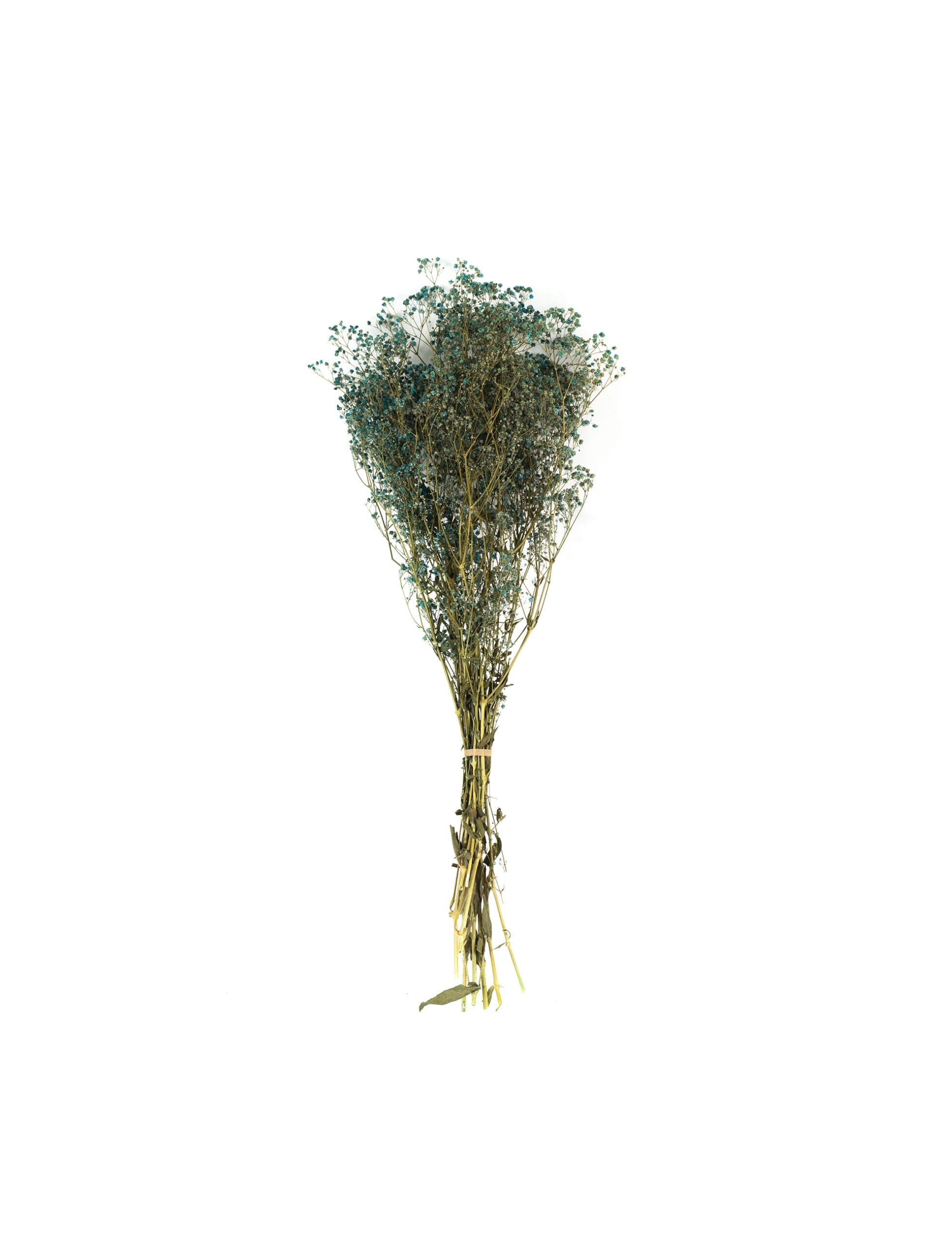 Gypsophile20Blue20NI20Bunch-scaled-1.jpg