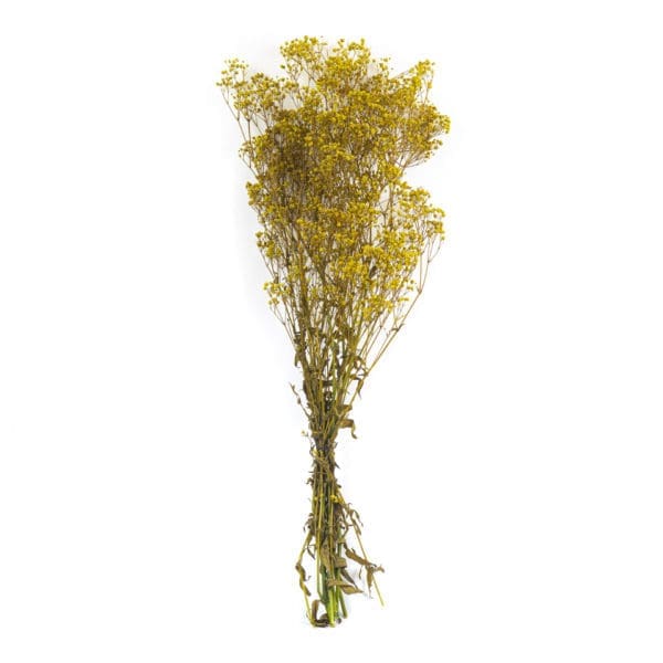 Gypsophilla Light Green NI