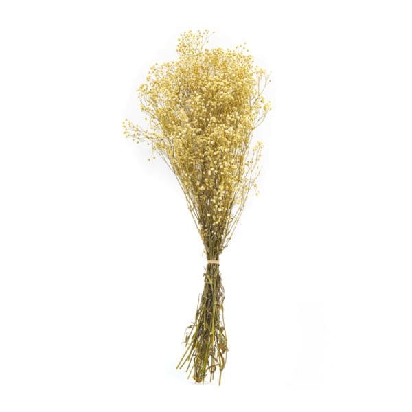 Gypsophilla Natural NI