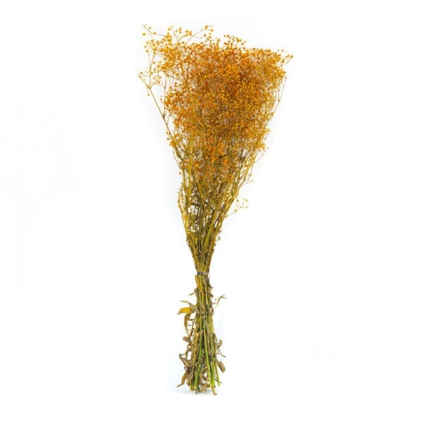 Gypsophilla Orange NI