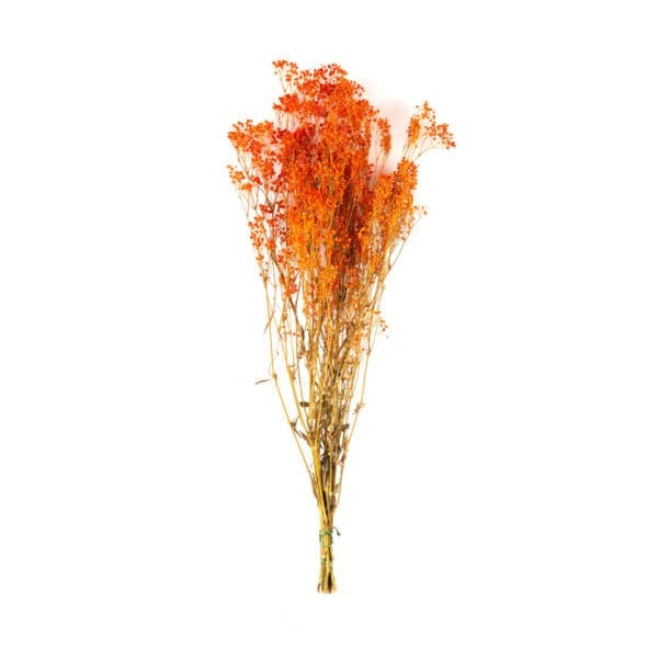 Gypsophilla Orange RU