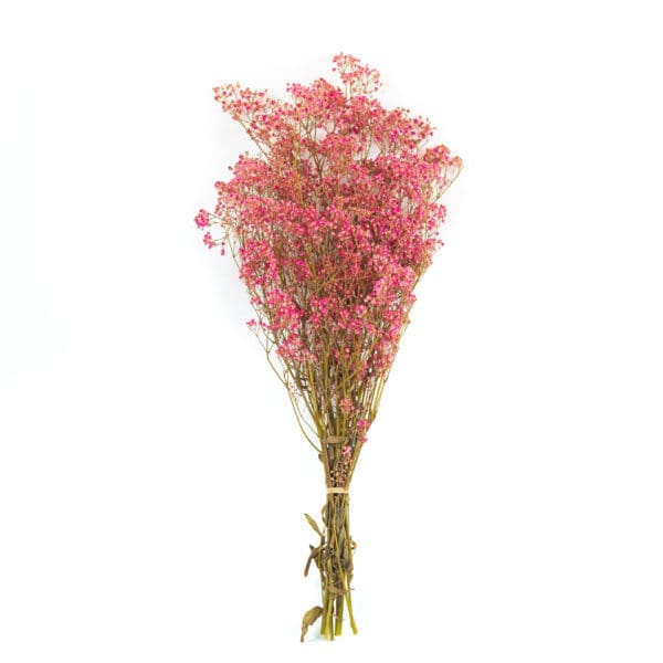 Gypsophilla Pink NI