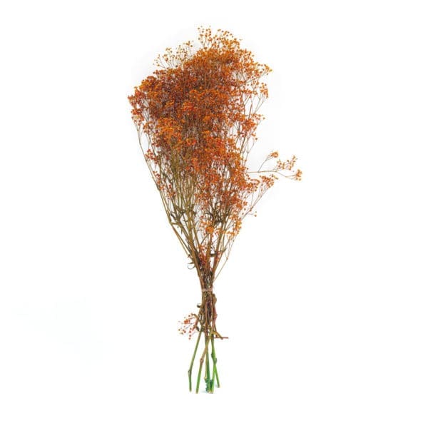 Gypsophilla Red NI