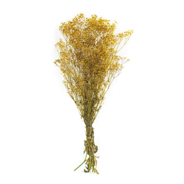 Gypsophilla Yellow NI
