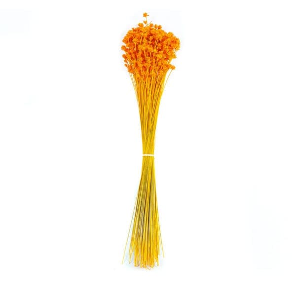 Hill Flower Orange NI