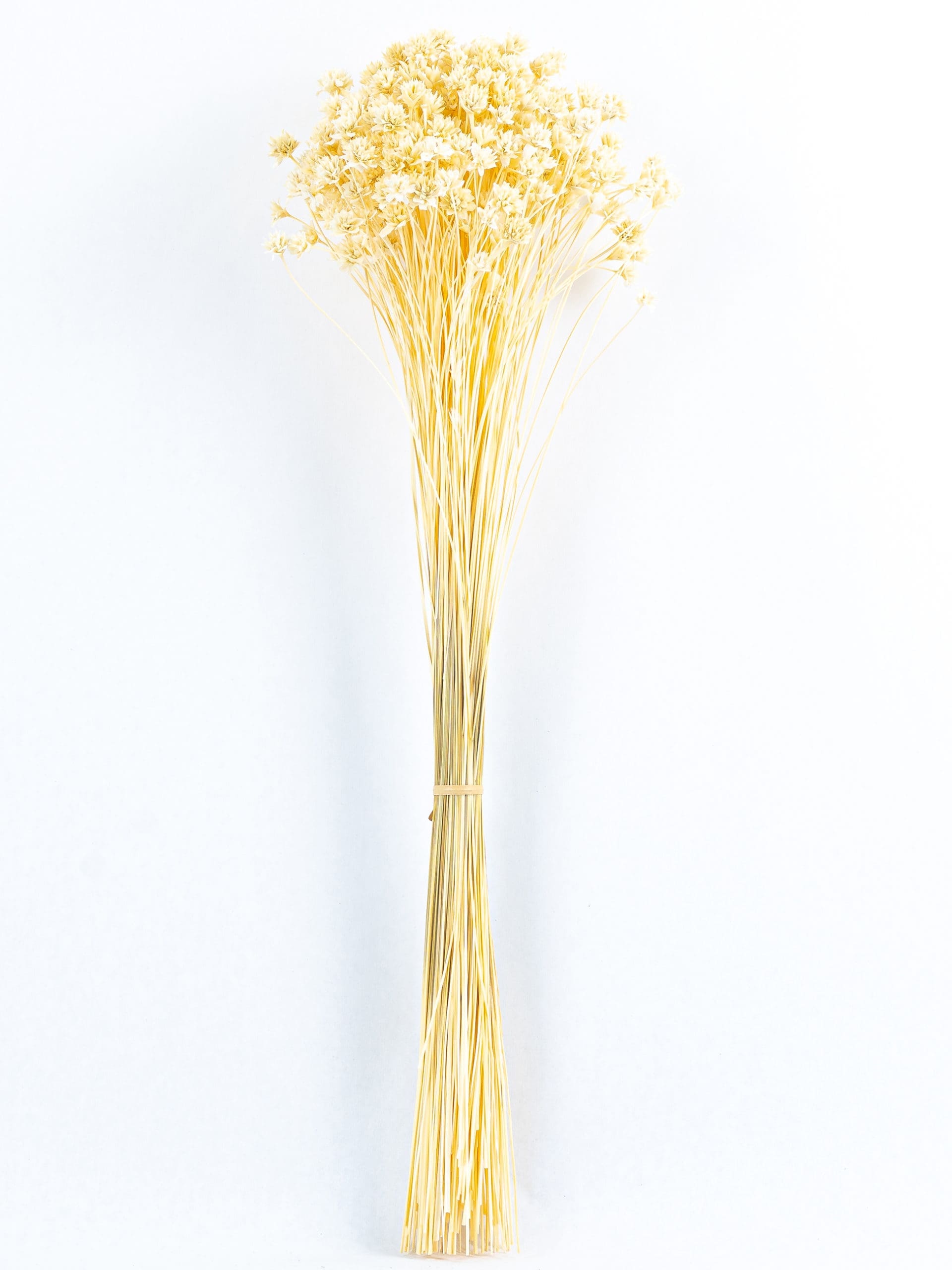 Hill20Flower20White20NI20Bunch-scaled-1.jpg