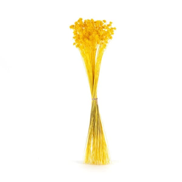 Hill Flower Yellow NI