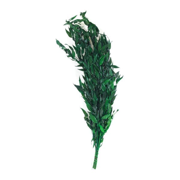 Ruscus Italian Dark Green RU