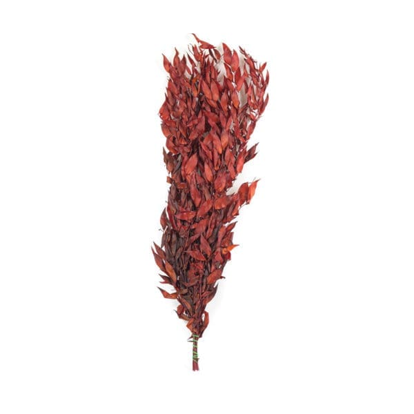 Ruscus Italian Red PO