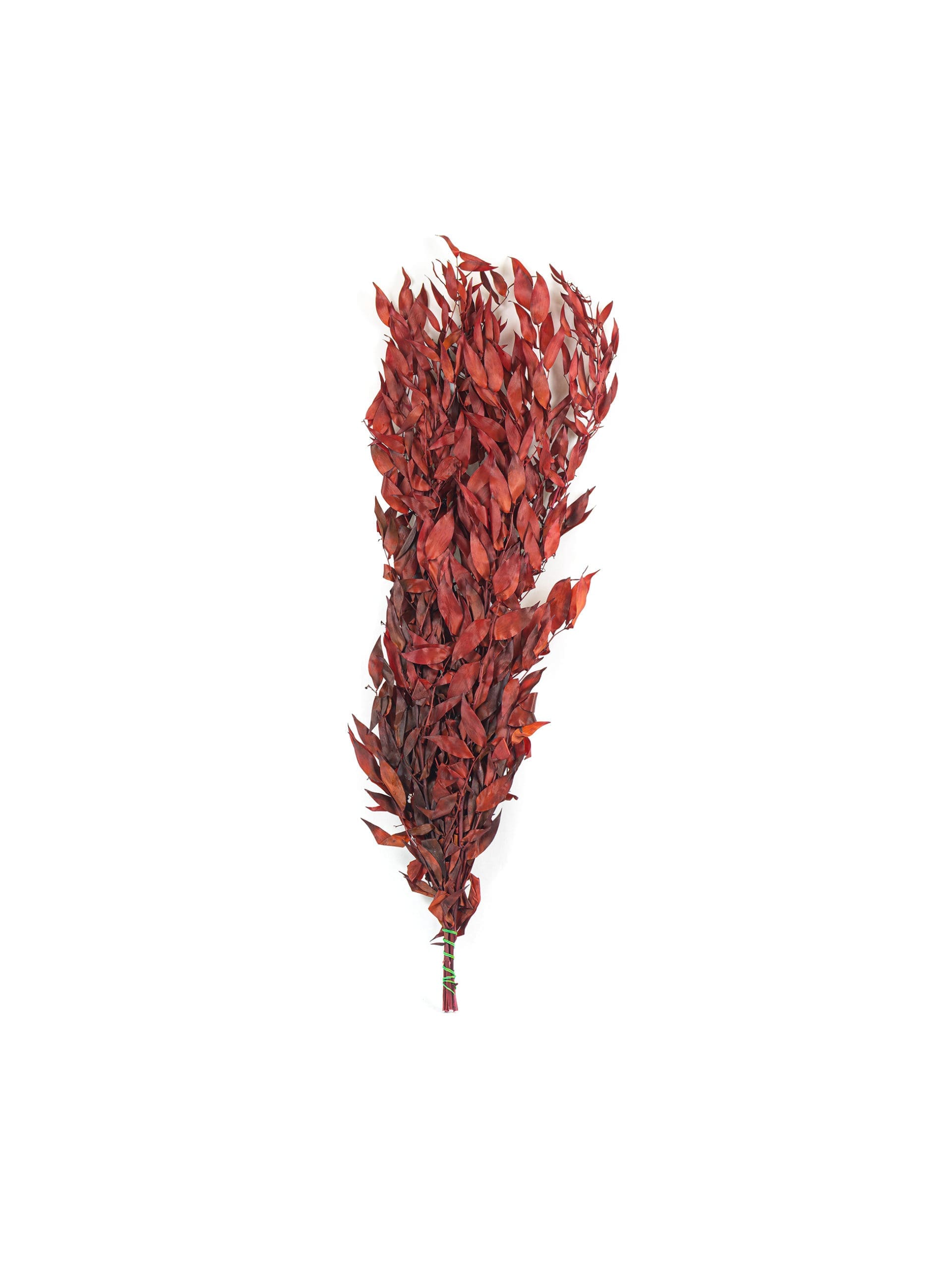 Italian20Ruscus20Red20PO20Bunch-scaled-1.jpg