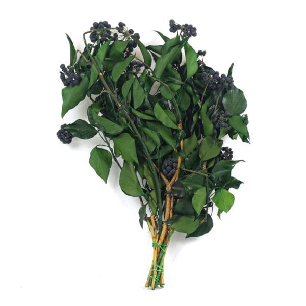 Ivy With Fruits Green RU