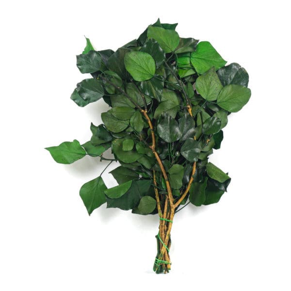 Ivy Without Fruits Green RU