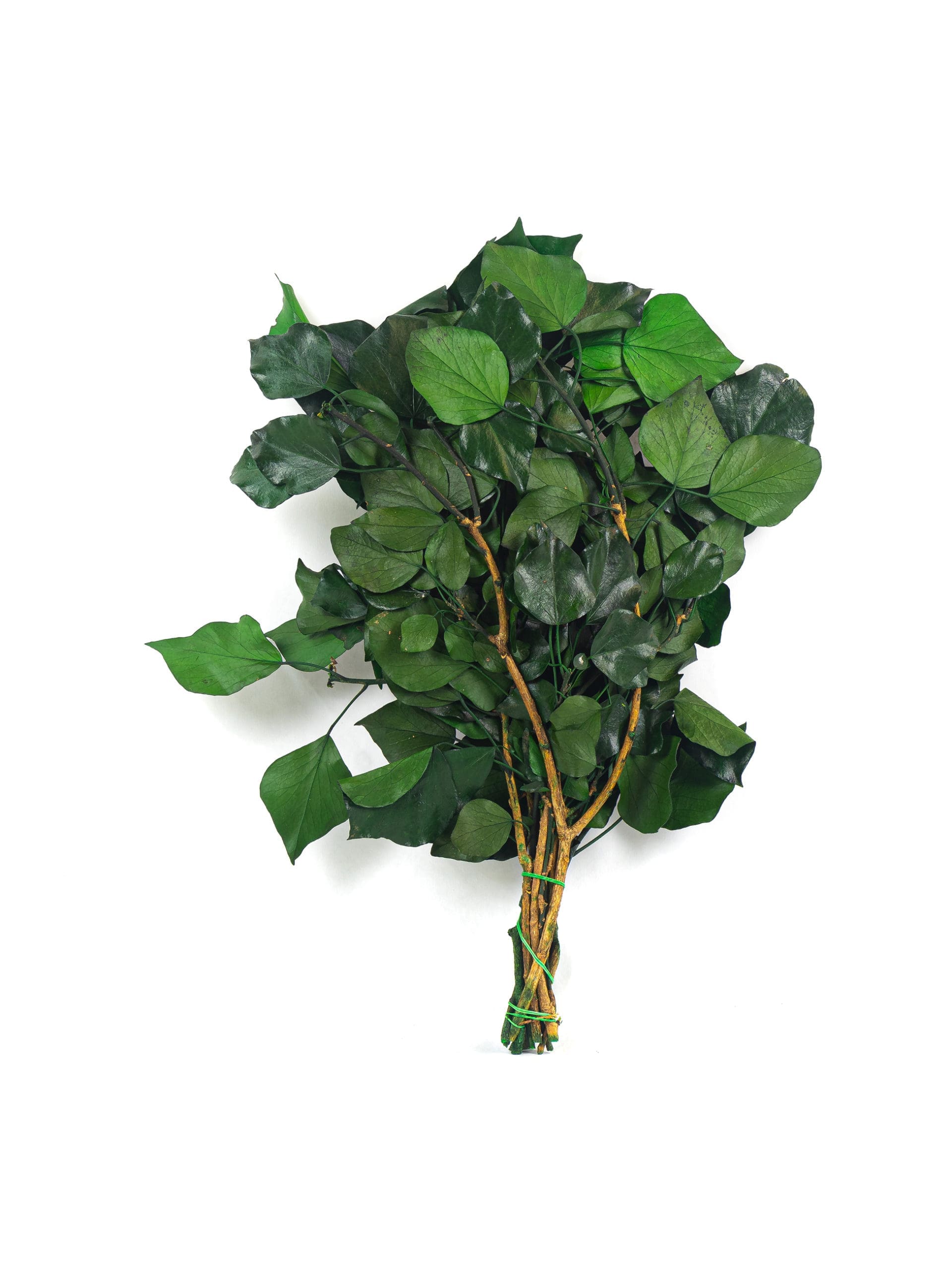 Ivy20Without20Fruits20Green20RU20Bunch-scaled-1.jpg