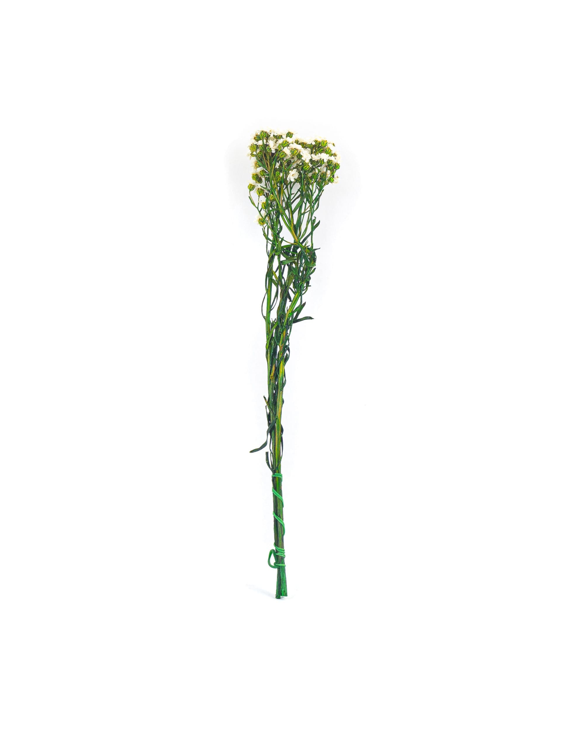 Ixodia20320stems20NI20Bunch-scaled-1.jpg