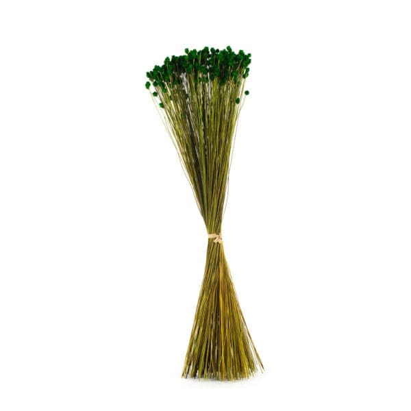 Jazilda Green NI