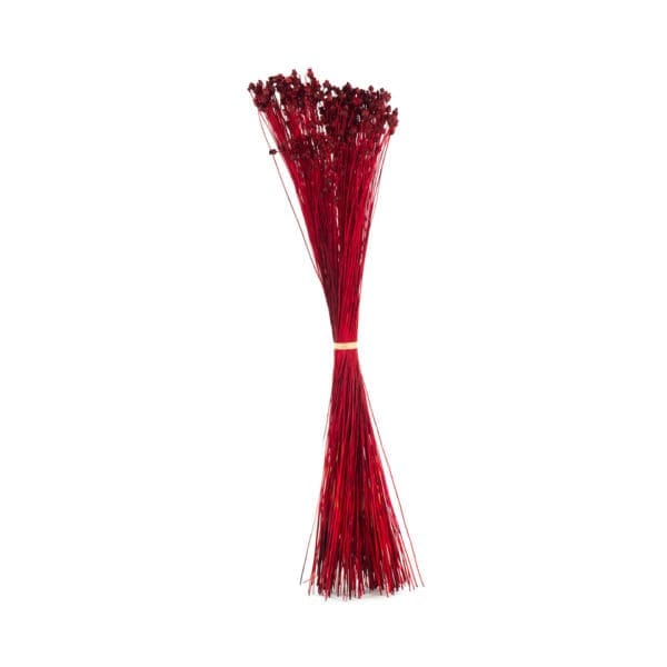 Jazilda Red NI