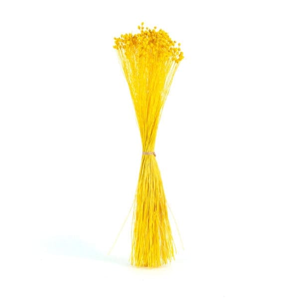 Jazilda Yellow NI