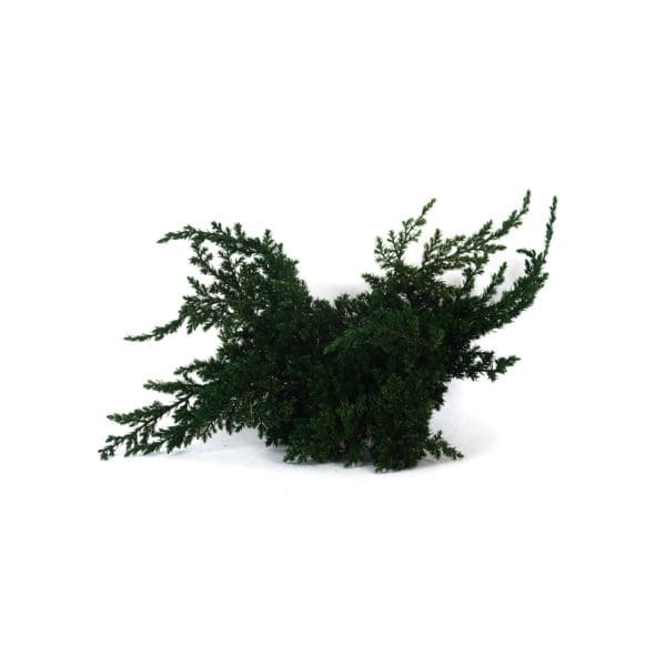 Juniperus Procumbens Green VE