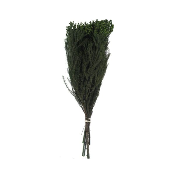 Lanuginosa Green VE