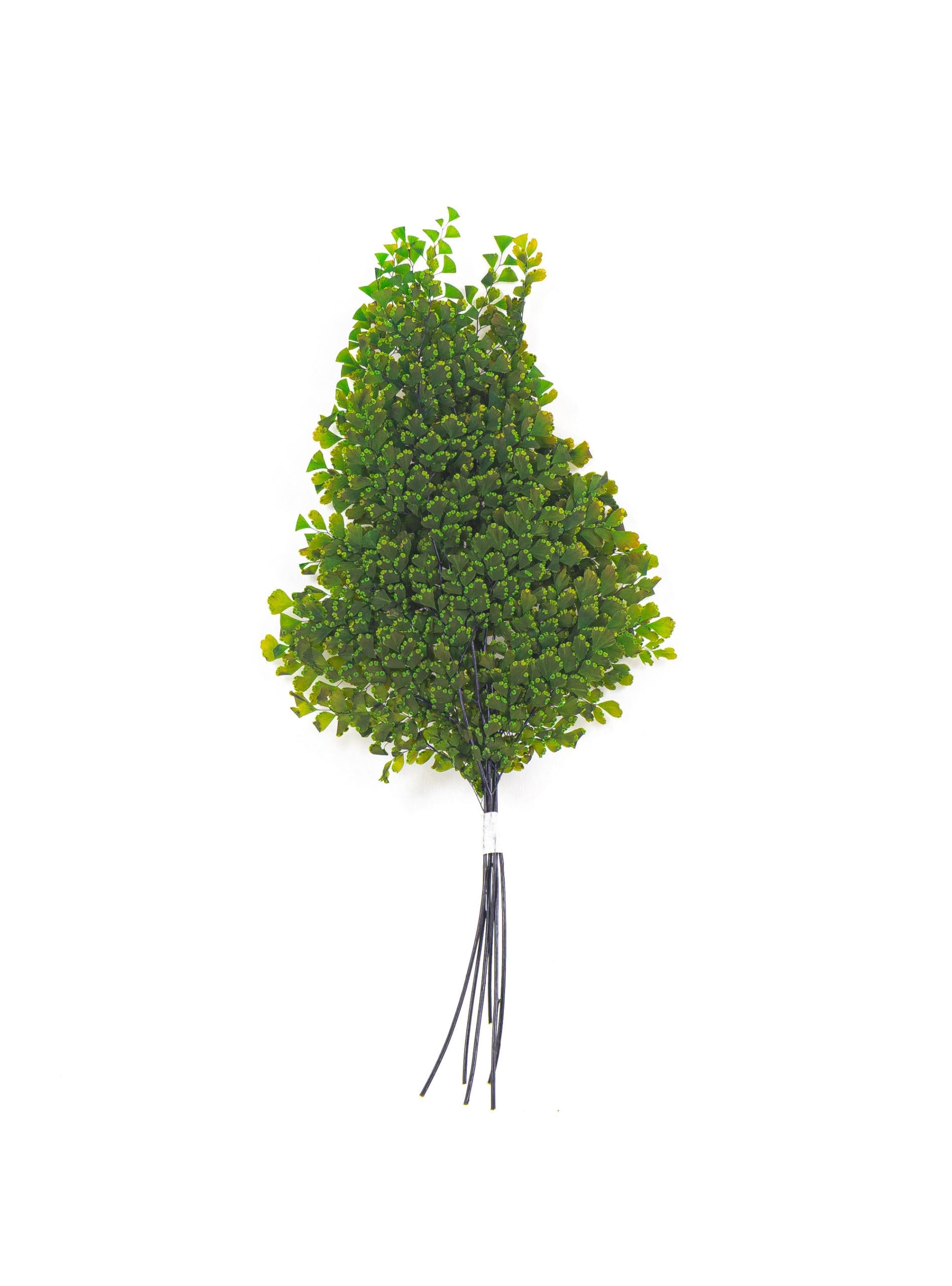 Lutti-Adianthium-Green-Bunch-1-scaled-1.jpg