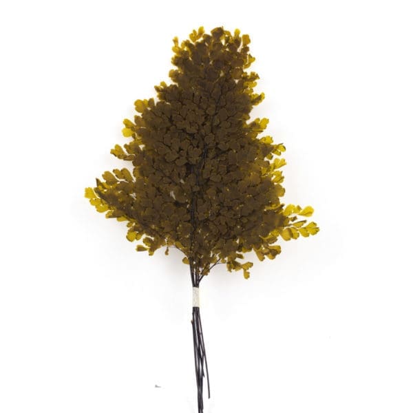 Fern Lutti Adianthum Olive NA