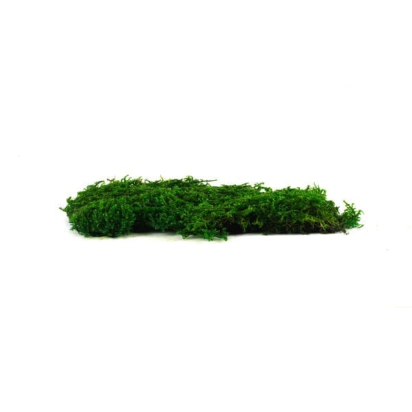 Lycopodium CH (8 lbs MB)
