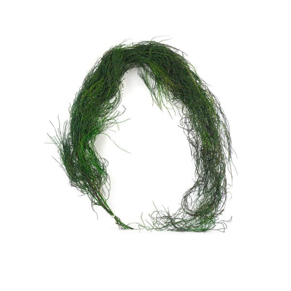 Lycopodium Vine Premium Green NI