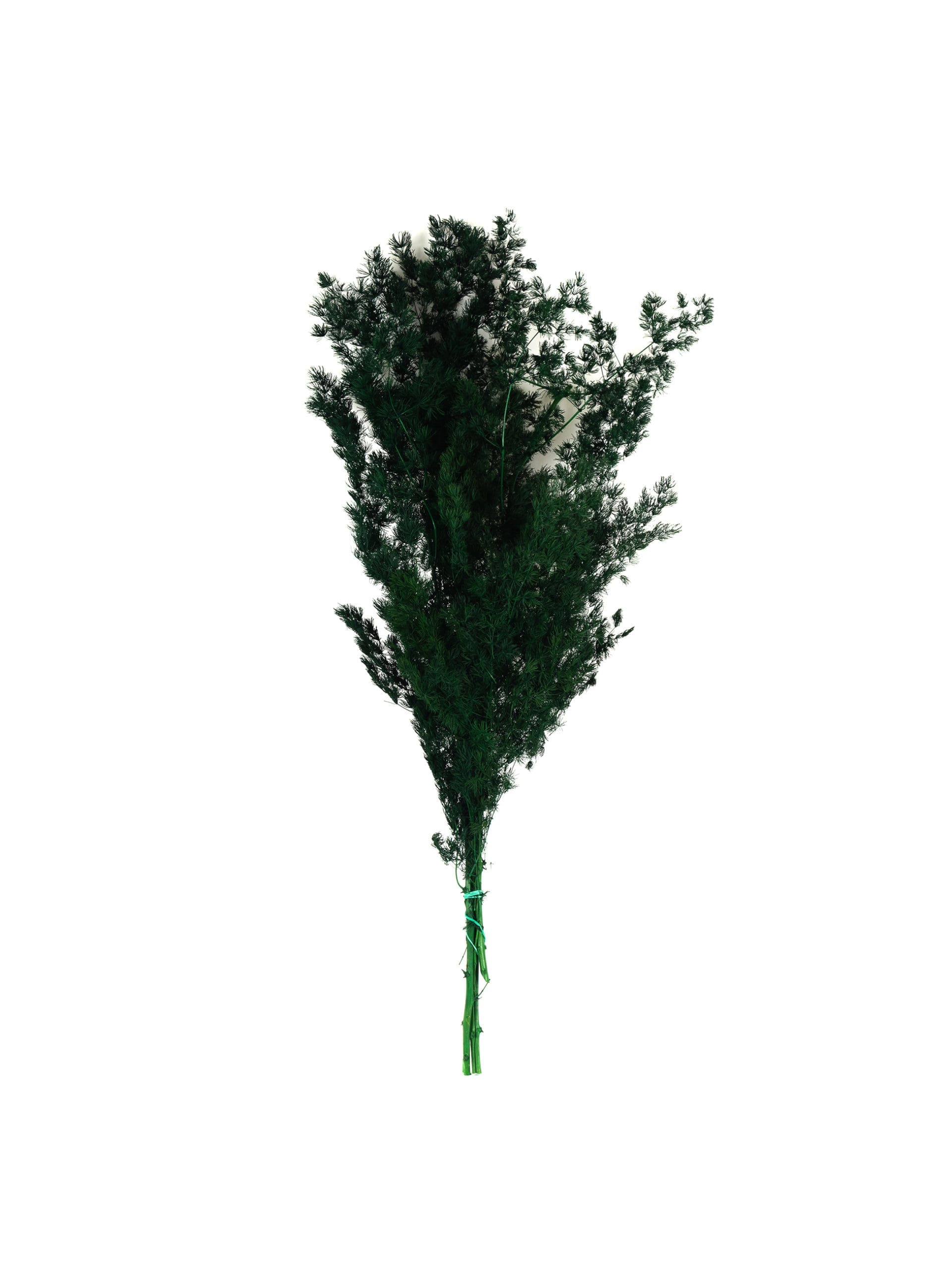 Ming20Fern20Green20NI20Bunch-scaled-1.jpg