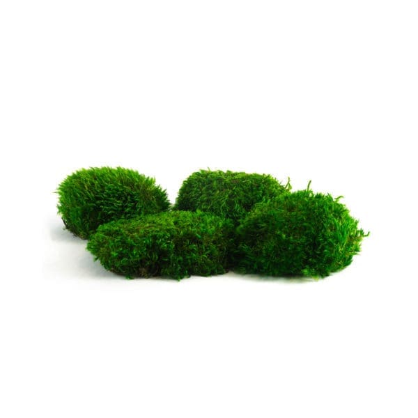 Mood Moss Dark CH (8 lbs MB)
