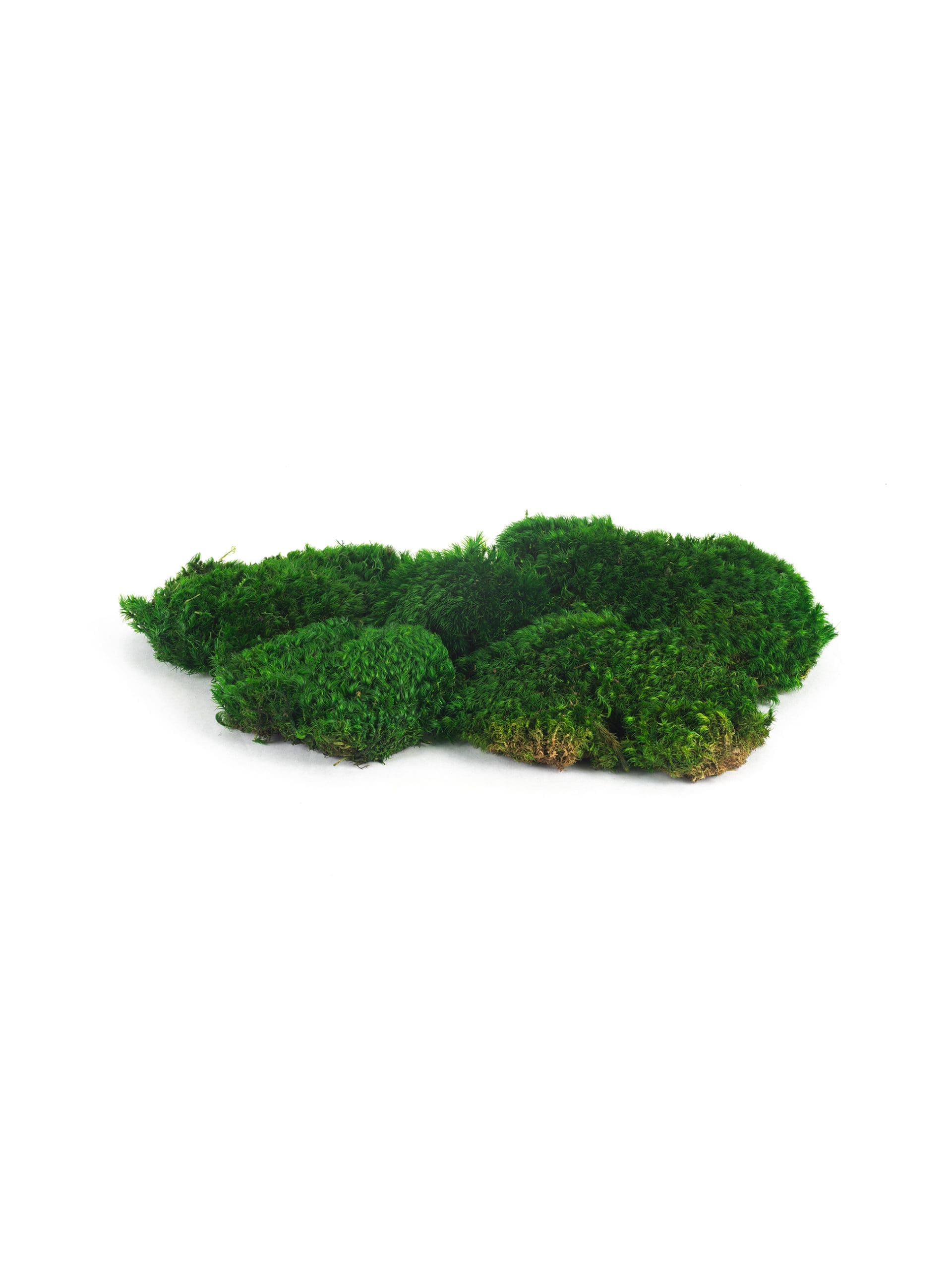 Mood20Moss20IS20Bunch-scaled-1.jpg