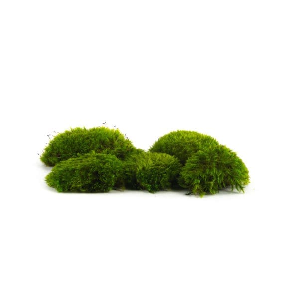 Mood Moss Light CH (8 lbs MB)