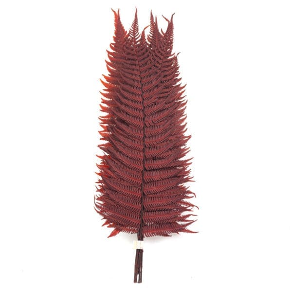 Fern Parchment Red NA